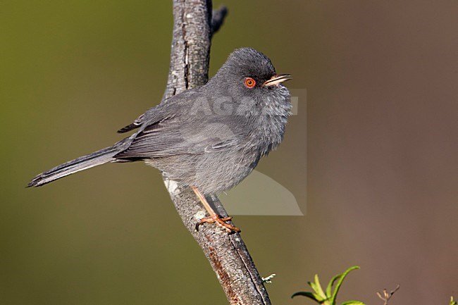 Sardijnse Grasmus; Marmora's Warbler; Sylvia sarda stock-image by Agami/Daniele Occhiato,