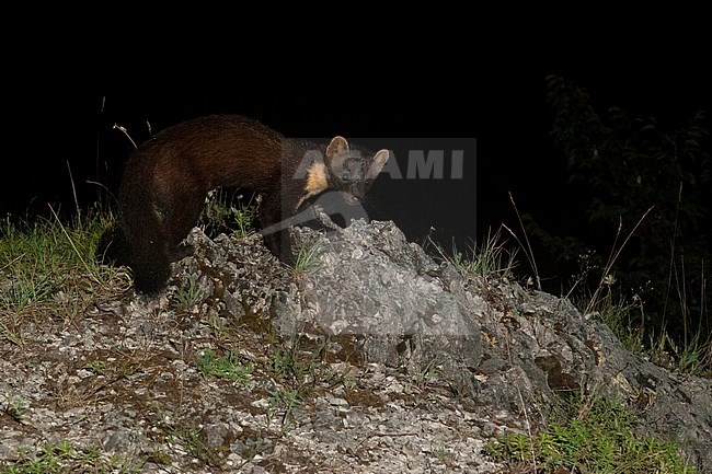 Pine Marten (Martes martes), adult walking on a rocky ground at nighttime, Campania, Italy stock-image by Agami/Saverio Gatto,