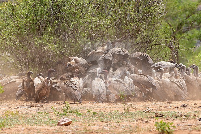 White-backed Vulture (Gyps africanus), a large flock feeding on a carcass, Mpumalanga, South Africa stock-image by Agami/Saverio Gatto,