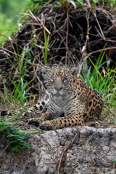 A jaguar, Panthera onca, resting. Pantanal, Mato Grosso, Brazil stock-image by Agami/Sergio Pitamitz,