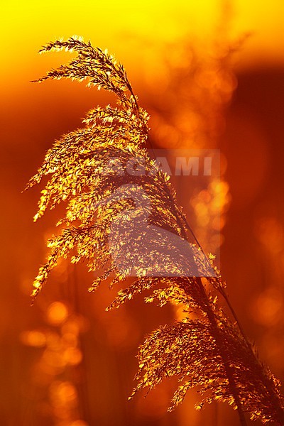 riet; reed; stock-image by Agami/Chris van Rijswijk,