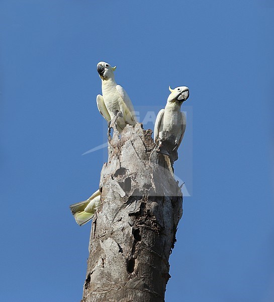 Critically endangered Timor Yellow-crested Cockatoo (Cacatua sulphurea parvula), or Lesser Sulphur-crested Cockatoo, perched in a tree on Komodo island, Lesser Sundas, Indonesia. stock-image by Agami/James Eaton,