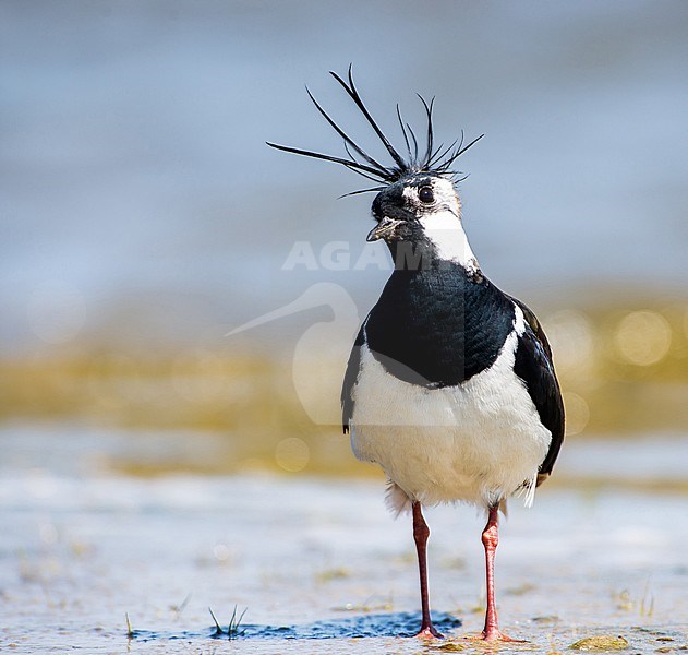Northern Lapwing (Vanellus Vanellus) with erected crest stock-image by Agami/Hans Germeraad,