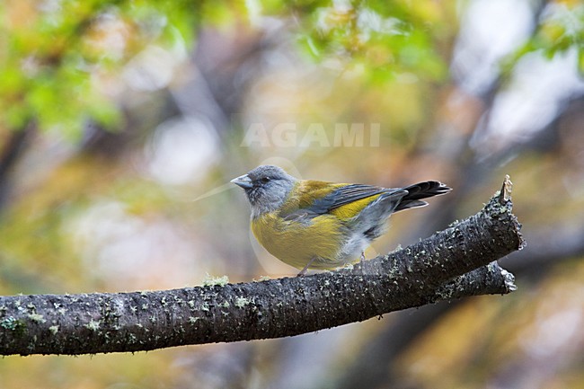 Grijskapsierragors op tak; Grey-hooded Sierra-finch on a branch stock-image by Agami/Marc Guyt,