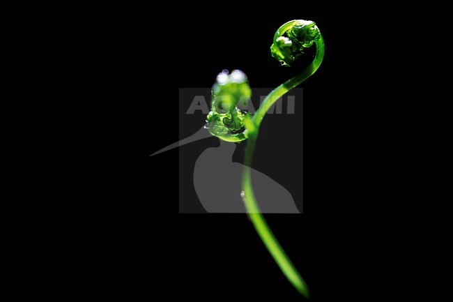 Oak Fern, Gymnocarpium dryopterisfrond, stock-image by Agami/Wil Leurs,