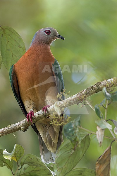 Purple-tailed Imperial-Pigeon, (Ducula rufigaster) perched in a tree in Papua New Guinea stock-image by Agami/Dubi Shapiro,