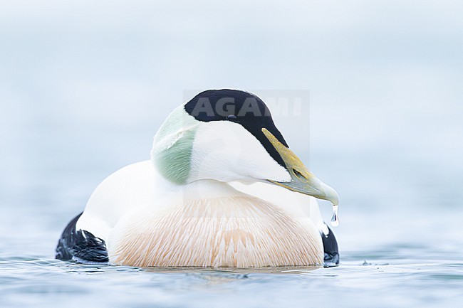 Eider, Common Eider, Somateria mollissima stock-image by Agami/Menno van Duijn,