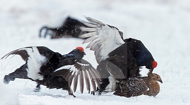 Parende Korhoenders; Black Grouse mating stock-image by Agami/Markus Varesvuo,