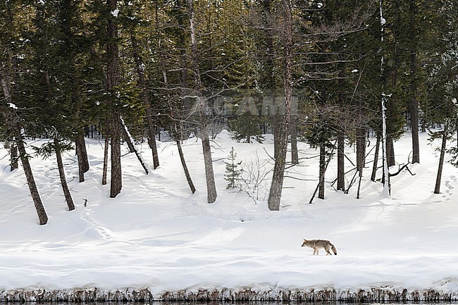 Coyote (Canis latrans) walking along river in Yellowstone National Park stock-image by Agami/Caroline Piek,