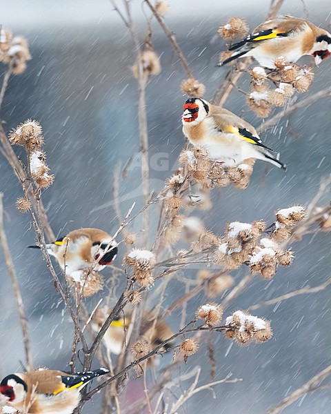 A group of European Goldfinches (Carduelis carduelis) are trying to find some seeds during a heavy snow storm. stock-image by Agami/Jacob Garvelink,
