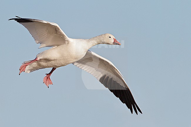 Snow Goose (Chen caerulescens) flying at the Bosque del Apache wildlife refuge near Socorro, New Mexico, USA. stock-image by Agami/Glenn Bartley,