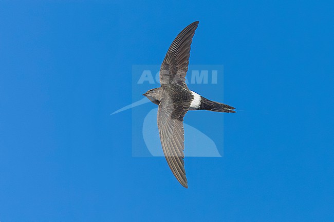 Probably second calendar year Pacific Swift (Apus pacificus) flying over Corrnaiano, Italy. stock-image by Agami/Vincent Legrand,