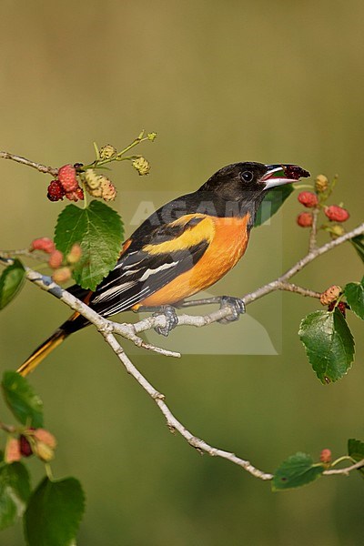 Adult male
Galveston Co., TX
April 2005 stock-image by Agami/Brian E Small,
