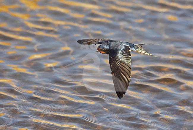 Boerenzwaluw vliegend; Barn Swallow flying stock-image by Agami/Markus Varesvuo,