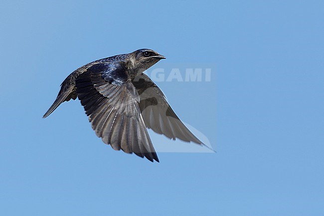 Adult female Purple Martin (Progne subis) in flight at Brazoria County, Texas, USA. stock-image by Agami/Brian E Small,