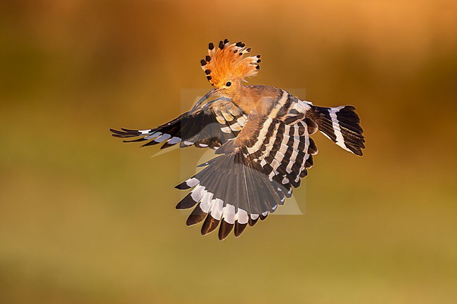 Eurasian Hoopoe, Upupa epops, in Italy. stock-image by Agami/Daniele Occhiato,