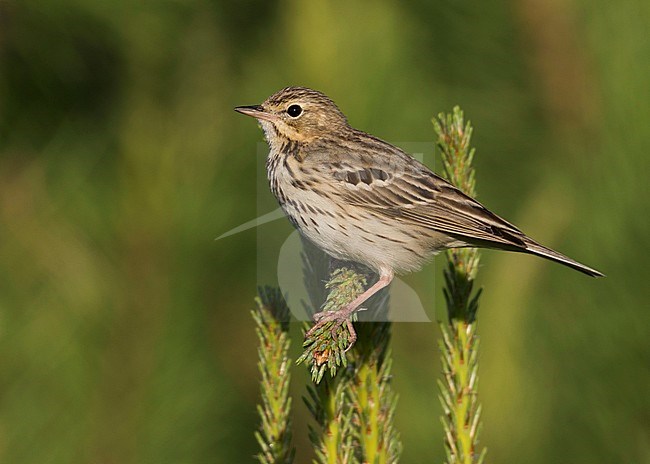 Tree Pipit - Baumpieper - Anthus trivialis ssp. trivialis, Russia stock-image by Agami/Ralph Martin,