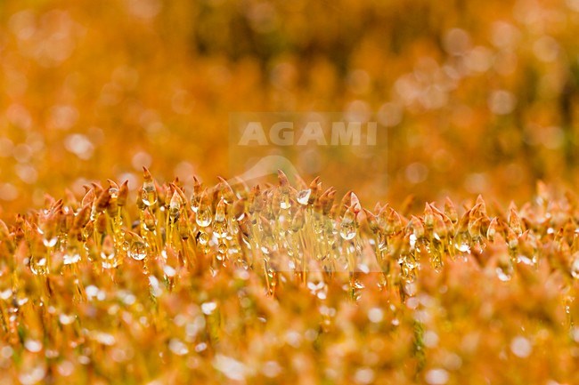 Mos met dauw close-up; Moss with dew close up stock-image by Agami/Theo Douma,