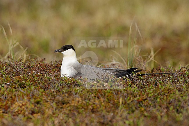 Adult Long-tailed Skua (Stercorarius longicaudus) breeding on tundra of Seward Peninsula, Alaska, USA. stock-image by Agami/Brian E Small,