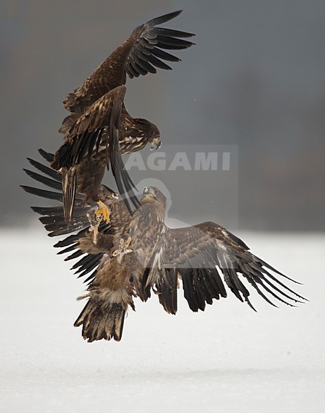 Zeearenden vechtend in de sneeuw, White-tailed Eagles fighting in the snow stock-image by Agami/Danny Green,