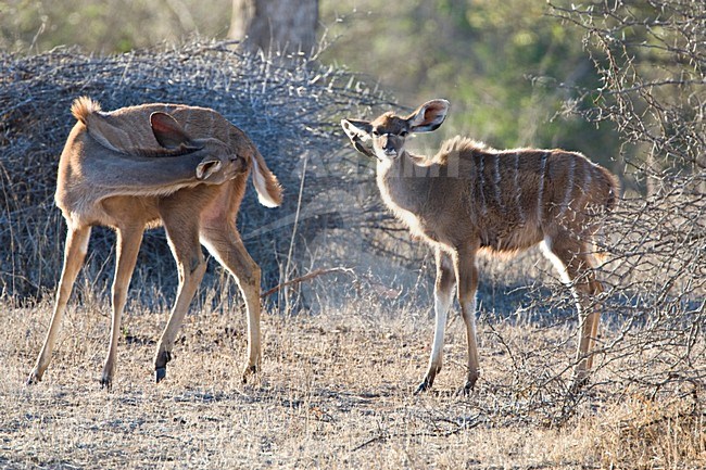 Grote Koedoe; Greater Kudu stock-image by Agami/Marc Guyt,