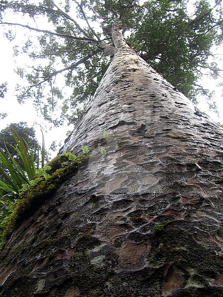 Huge Kauri (Agathis australis) in Waipoua Forest on North Island, New Zealand. Seen from below. stock-image by Agami/Marc Guyt,