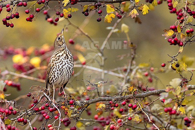 Song Thrush (Turdus philomelos) in Italy. stock-image by Agami/Daniele Occhiato,