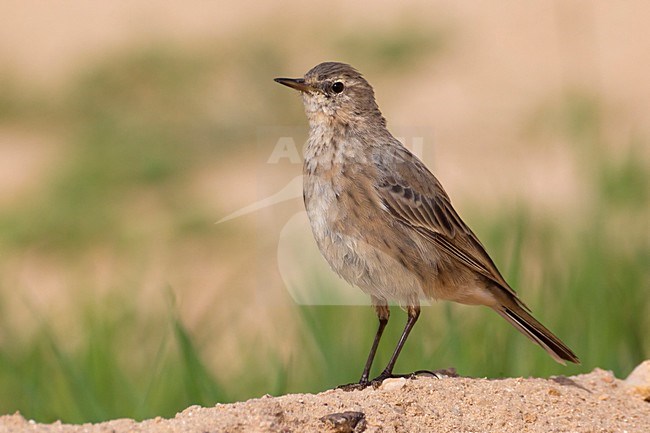 Waterpieper, Water Pipit; Anthus spinoletta coutellii stock-image by Agami/Daniele Occhiato,