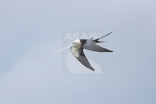 Adult Swallow-tailed Kite (Elanoides forficatus) soaring above São Jorge Island. stock-image by Agami/David Monticelli,