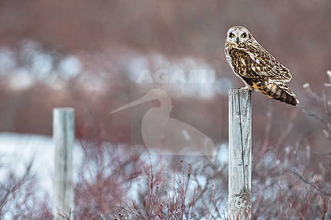 Short-eared Owl (Asio flammeus) in Norway. stock-image by Agami/Daniele Occhiato,