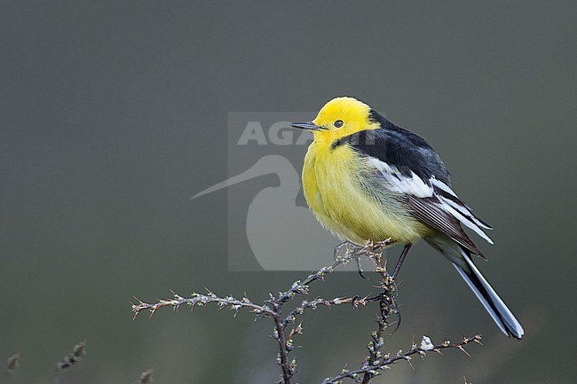 Citrine Wagtail - Zitronenstelze - Motacilla citreola ssp. calcarata, Kyrgyzstan, adult male stock-image by Agami/Ralph Martin,