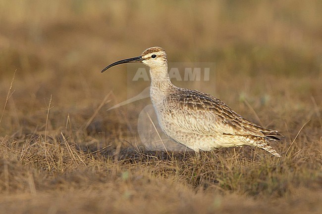 Wornd adult Hudsonian Whimbrel (Numenius hudsonicus) on tundra of Seward Peninsula, Alaska, United States. Possibly second calendar year bird. stock-image by Agami/Brian E Small,