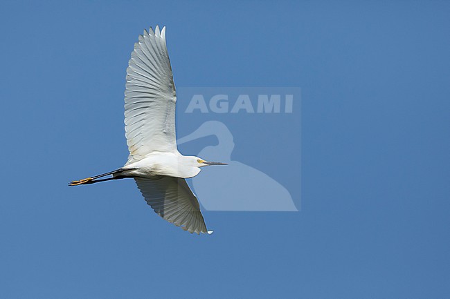 Adult breeding plumaged Snowy Egret (Egretta thula)
Galveston Co., Texas, USA
April 2017 stock-image by Agami/Brian E Small,
