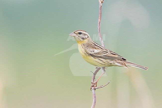 Yellow-breasted Bunting - Weidenammer - Emberiza aureola ssp. aureola, Russia (Baikal), adult female stock-image by Agami/Ralph Martin,