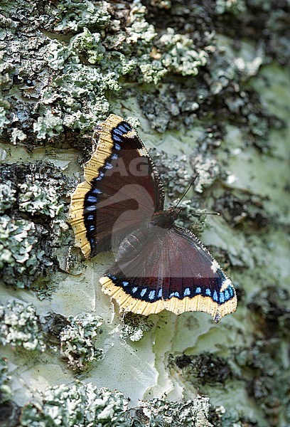 Camberwell Beauty, Nymphalis antiopa, resting on birch trunk stock-image by Agami/Dick Forsman,