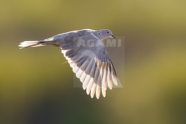 Collared Dove, Streptopelia decaocto, in Italy. stock-image by Agami/Daniele Occhiato,