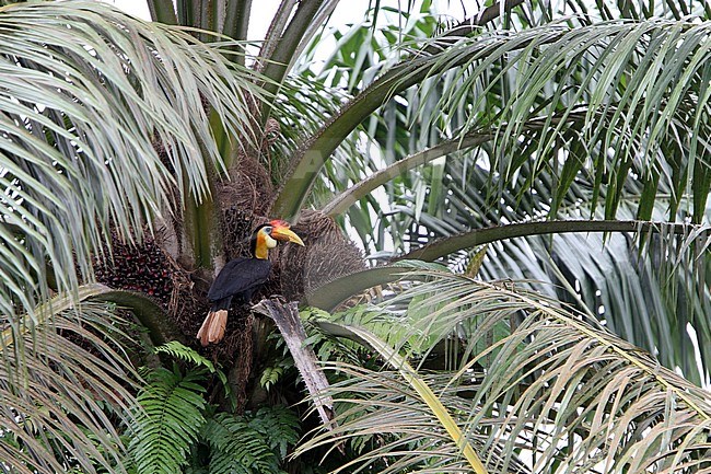 Wrinkled Hornbill (Rhabdotorrhinus corrugatus) perched in a tropical palm tree along Kinabatangan river, Sabab, Malaysia. stock-image by Agami/James Eaton,