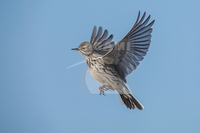 Meadow Pipit (Anthus pratensis) hovering over his potential nesting place in Schoorl, Noord Holland, the Netherlands. stock-image by Agami/Vincent Legrand,