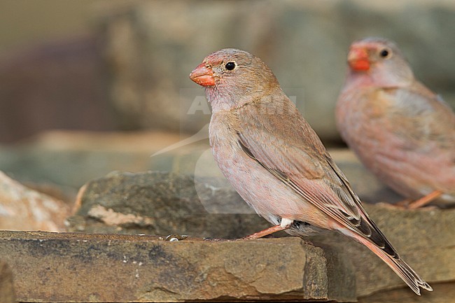 Trumpeter Finch - WÃ¼stengimpel - Bucanetes githagineus ssp. zedlitzi, Morocco stock-image by Agami/Ralph Martin,