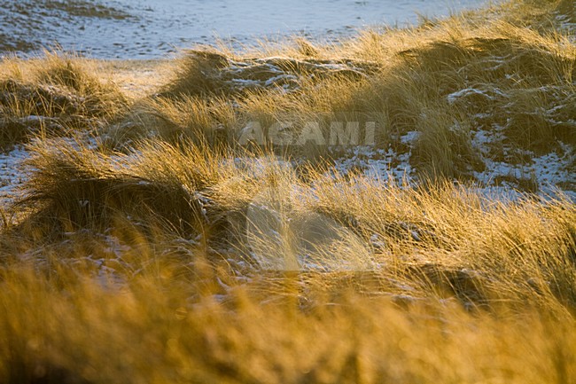 Winterlandschap Berkheide, Katwijk, Nederland / Netherlands stock-image by Agami/Menno van Duijn,