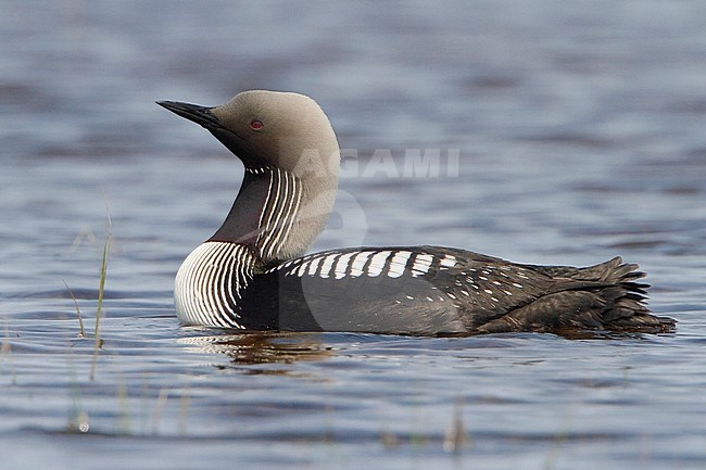 Pacific Loon (Gavia pacifica) in a pond in Churchill, Manitoba, Canada. stock-image by Agami/Glenn Bartley,