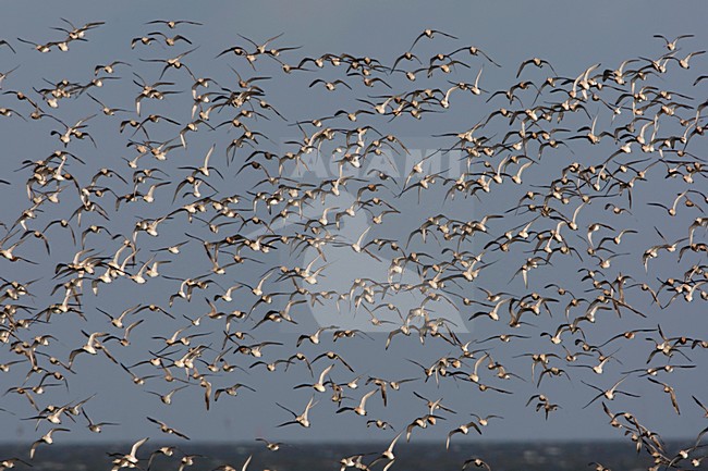 Rosse Grutto op oogwatervluchtplaats; Bar-tailed Godwit at high tide stock-image by Agami/Arie Ouwerkerk,