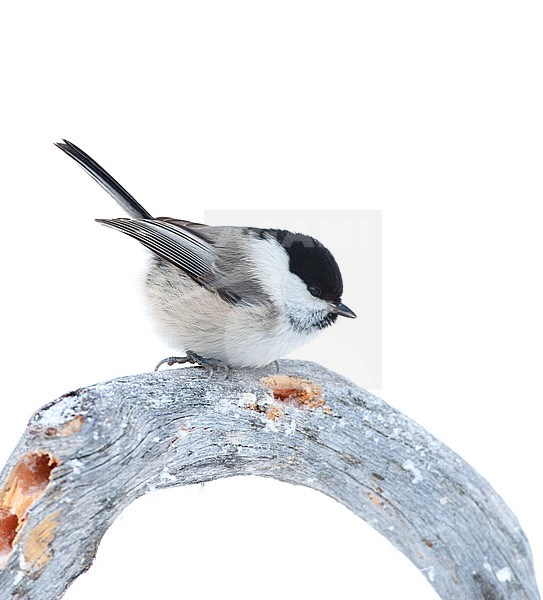 Adult Willow Tit (Poecile montanus borealis) in taiga forest near Kuusamo, northern Finland. Sitting on a frost covered twig with cocked tail. stock-image by Agami/Marc Guyt,