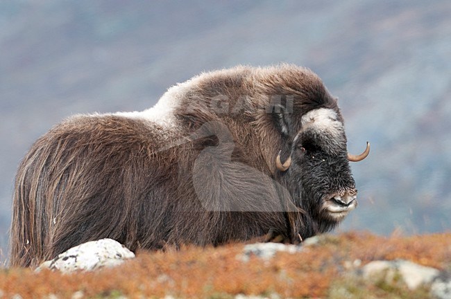 Muskusos op toendra; Muskox in tundra stock-image by Agami/Han Bouwmeester,