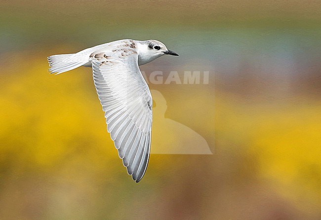 Whiskered Tern (Chlidonias hybrida), juvenile in flight, seen from the side, showing upperwing. stock-image by Agami/Fred Visscher,
