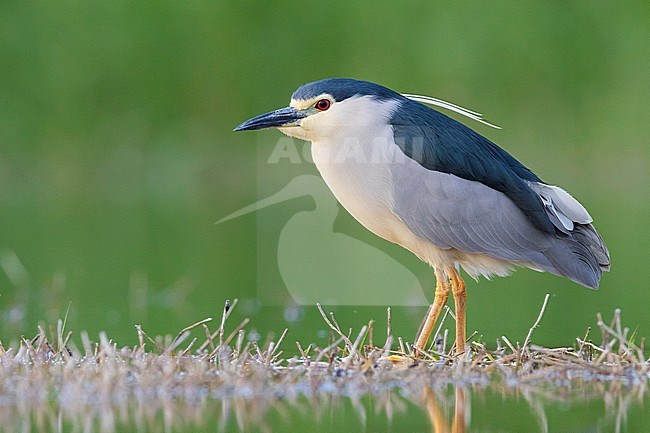 Black-crowned Night Heron (Nycticorax nycticorax), side view of an adult standing in the water, Campania, Italy stock-image by Agami/Saverio Gatto,