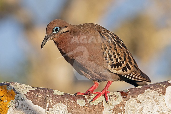 Galapagos Dove, Zenaida galapagoensis, on the Galapagos Islands, part of the Republic of Ecuador. stock-image by Agami/Pete Morris,
