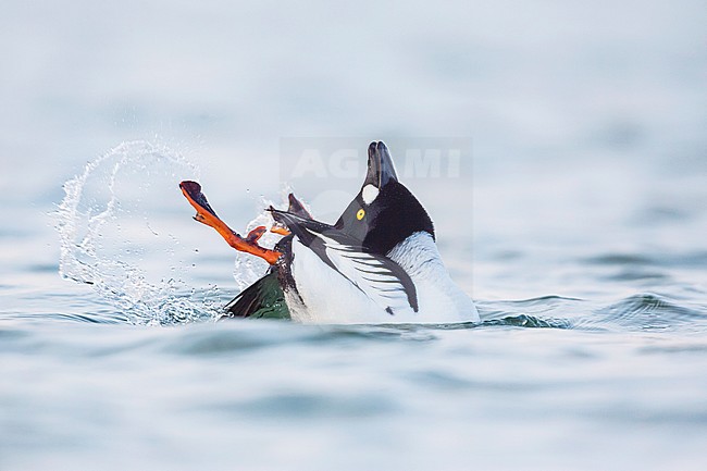 Male Common Goldeneye (Bucephala clangula) displaying on a freshwater lake in Germany during early spring. Throwing head in its neck and stretching feed, splashing water away. stock-image by Agami/Ralph Martin,
