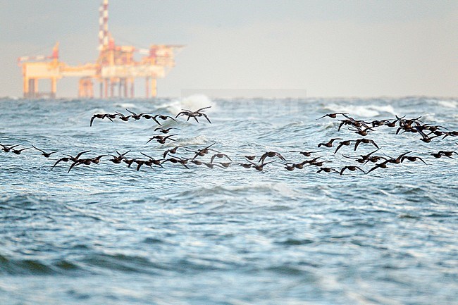 Flock Dark-bellied Brent Geese (Branta bernicla) flying over the sea. Migrating along the shore of the North Sea of Wadden island Ameland, with a drilling oil platform in the background. stock-image by Agami/Ran Schols,
