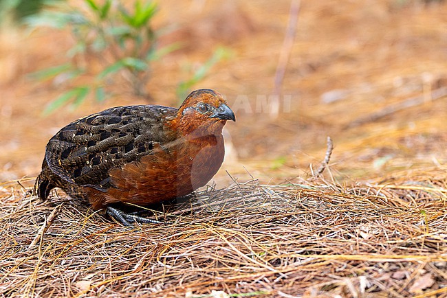 Male Chestnut Wood-Quail (Odontophorus hyperythrus). This is an endemic species to Colombia. stock-image by Agami/David Monticelli,